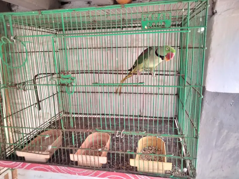 Talking Tame Raw Male Parrot (Pahari tota) — photo 2