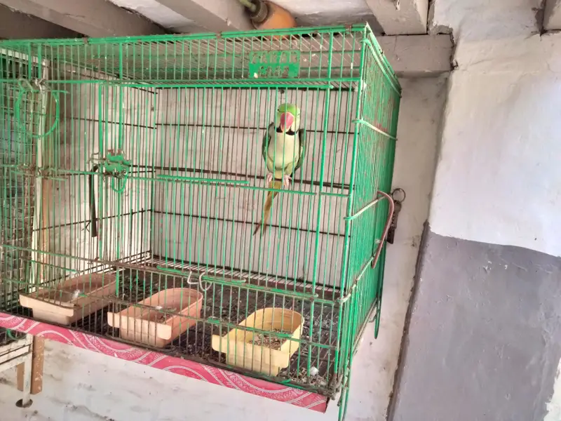 Talking Tame Raw Male Parrot (Pahari tota) — photo 3