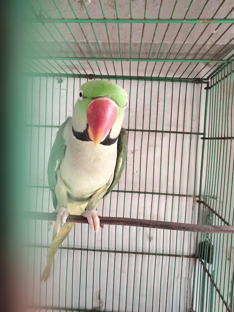 Talking Tame Raw Male Parrot (Pahari tota) — photo 4