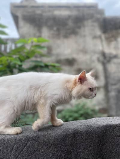 persion female cat for sale