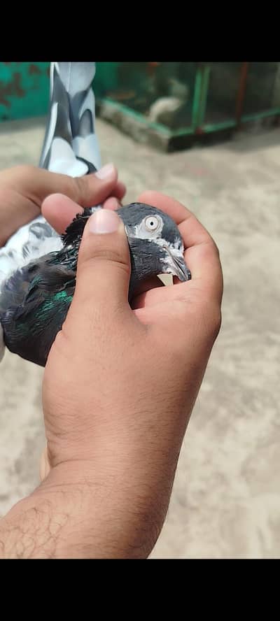Teddy pigeon