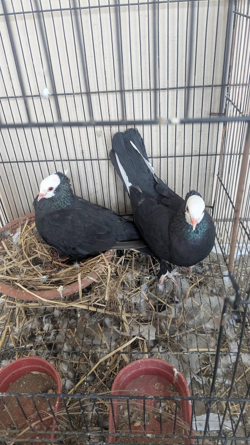 Breeder pair 0