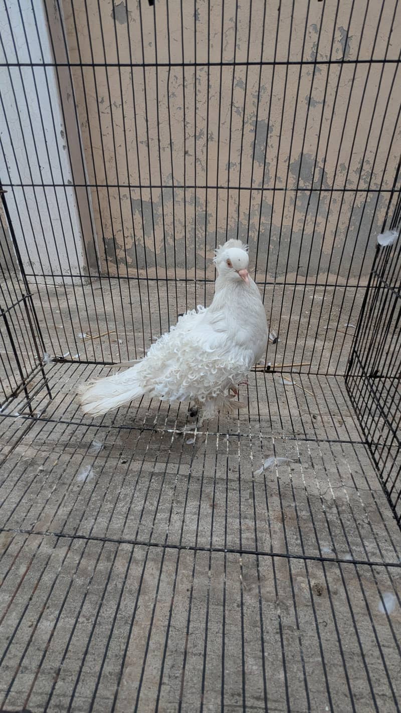 Breeder pair 1