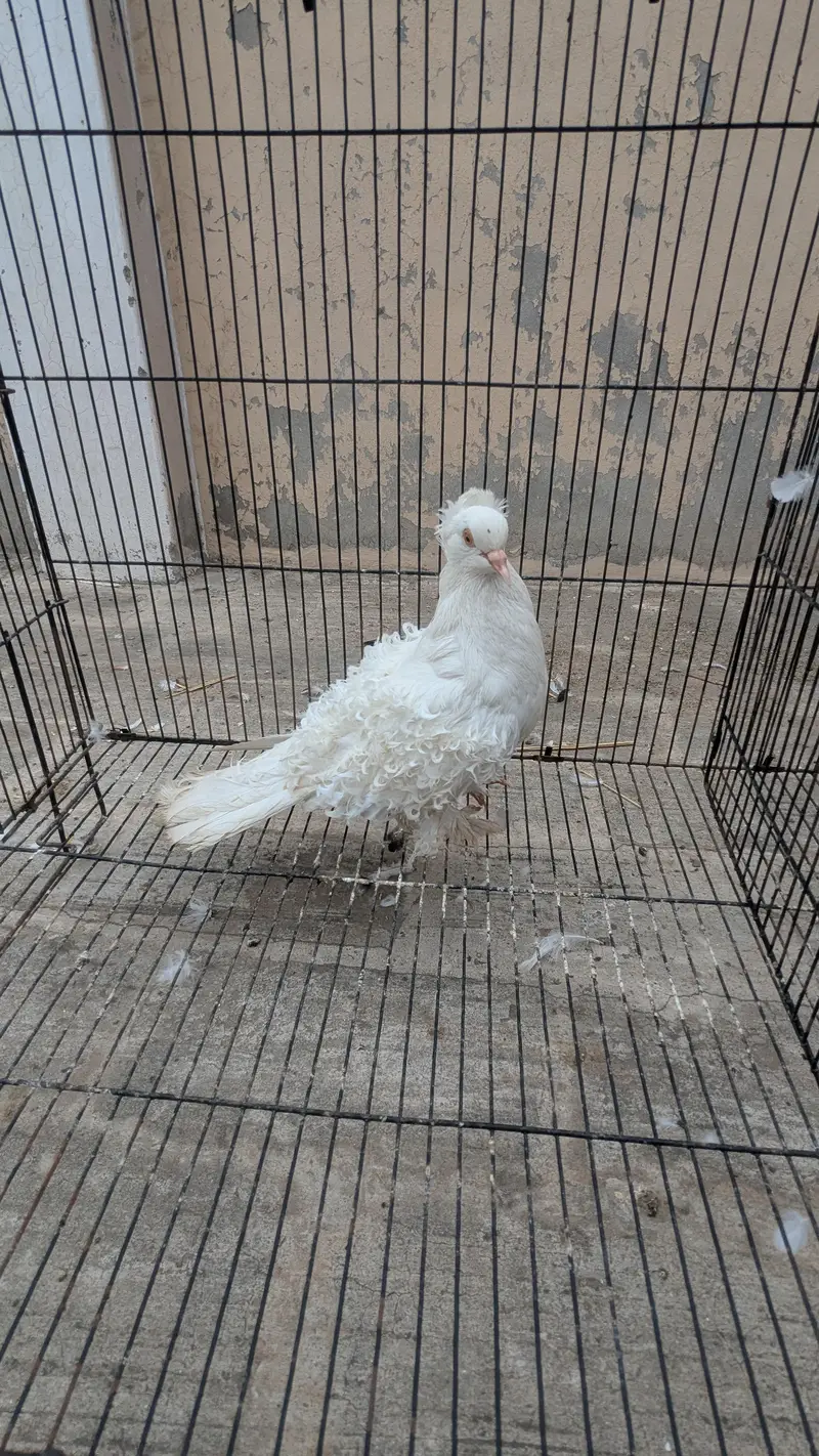 Breeder pair — photo 2