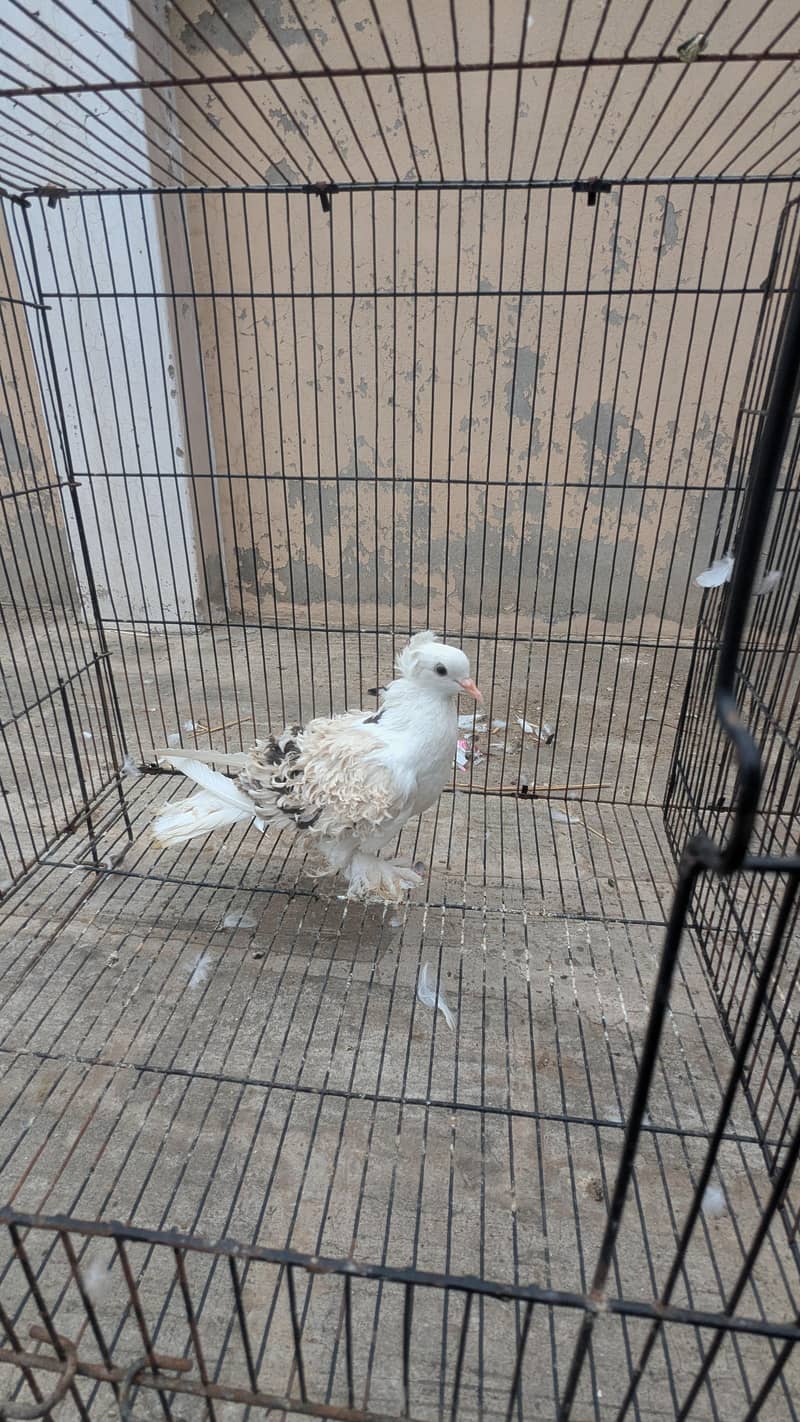 Breeder pair 2