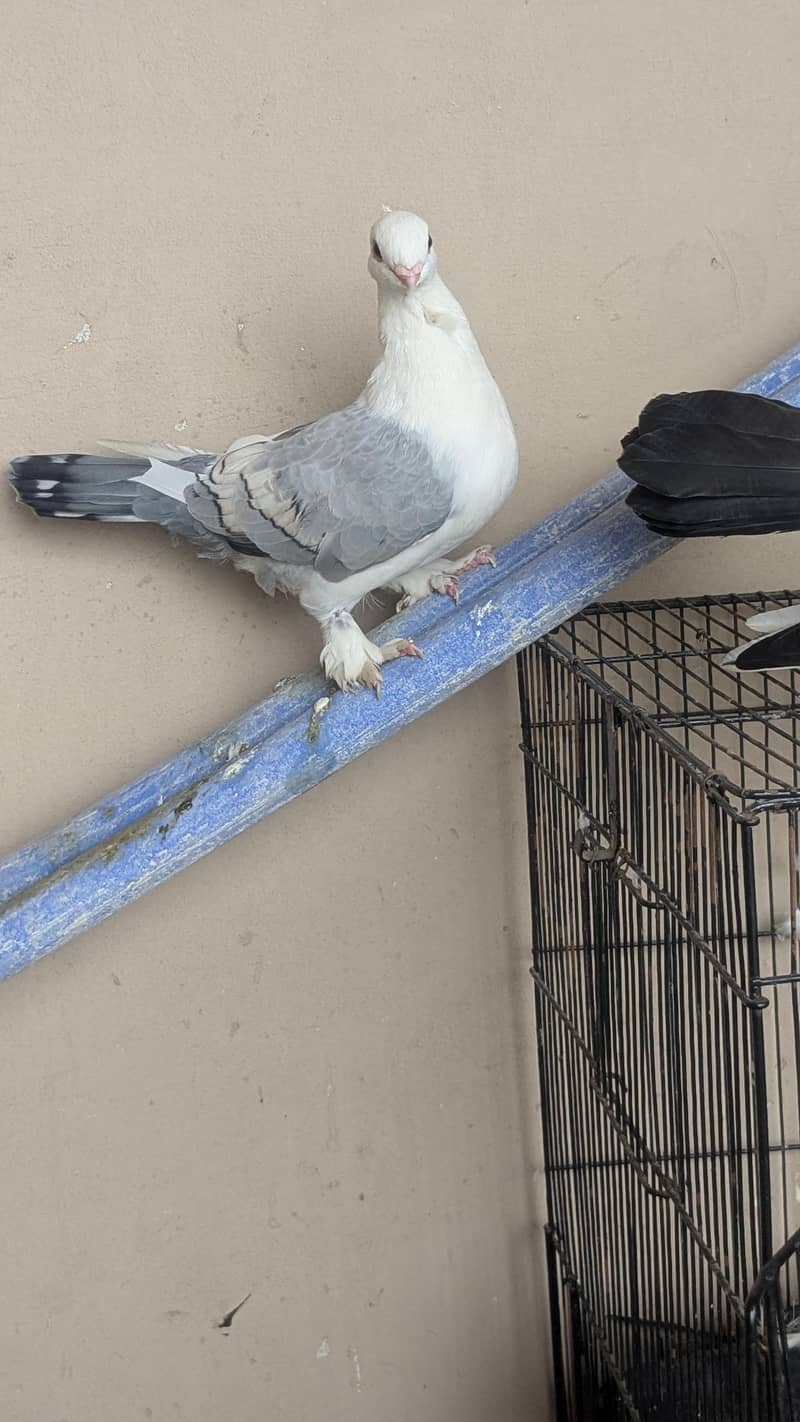 Breeder pair 3
