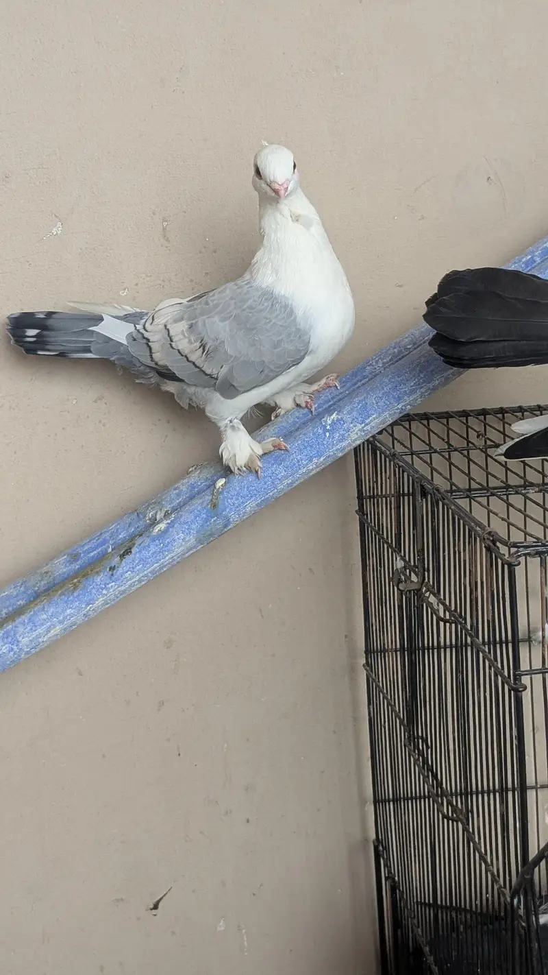 Breeder pair — photo 4