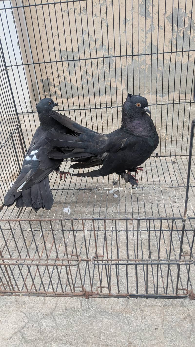 Breeder pair 4