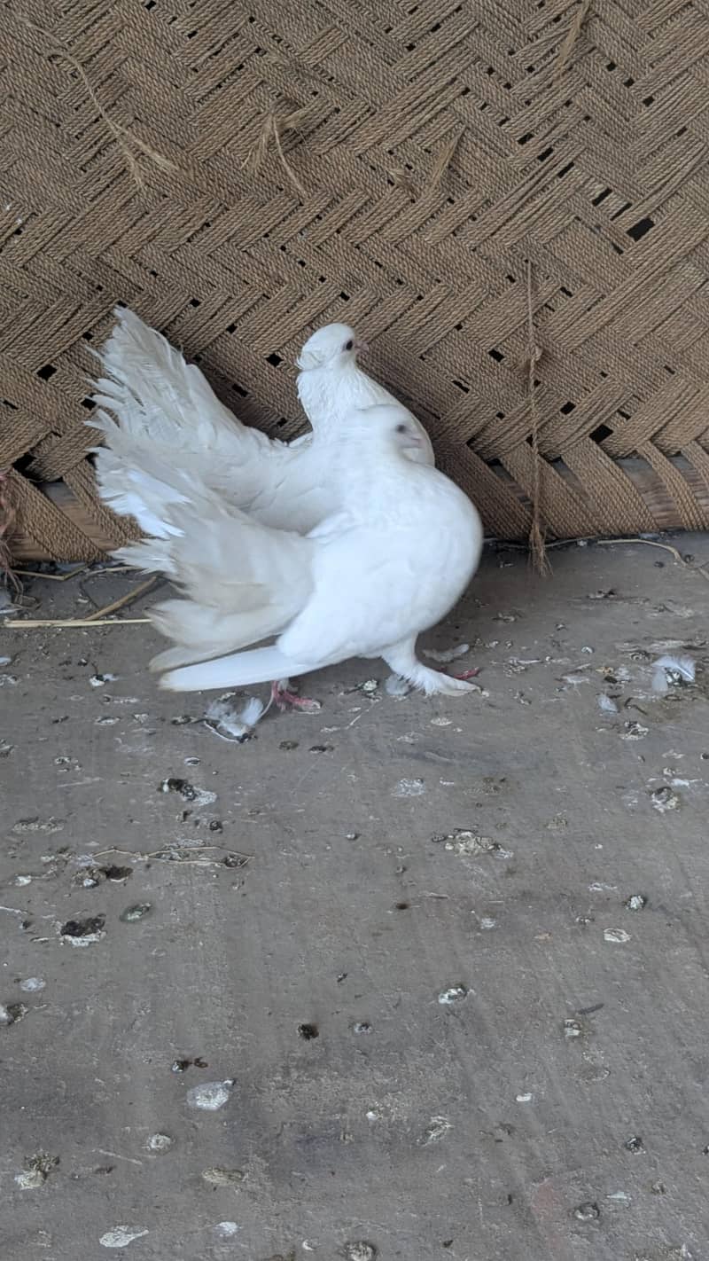 Breeder pair 5