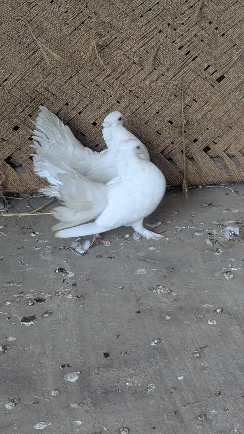 Breeder pair — photo 6
