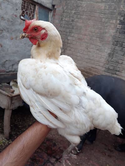 Desi murgia 1500 per piece