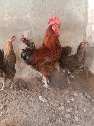 1 murga 3 murgian .  contact number 03330031118