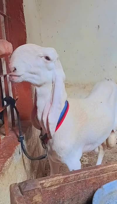 Larkana Dumba 2 dant