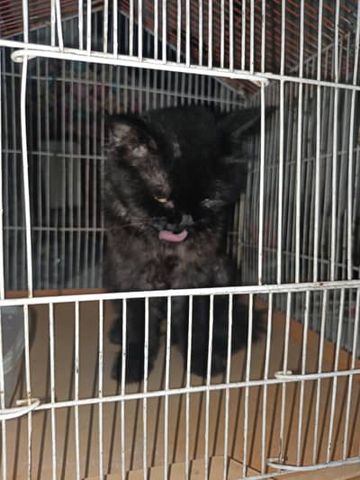 Black Persian Cat