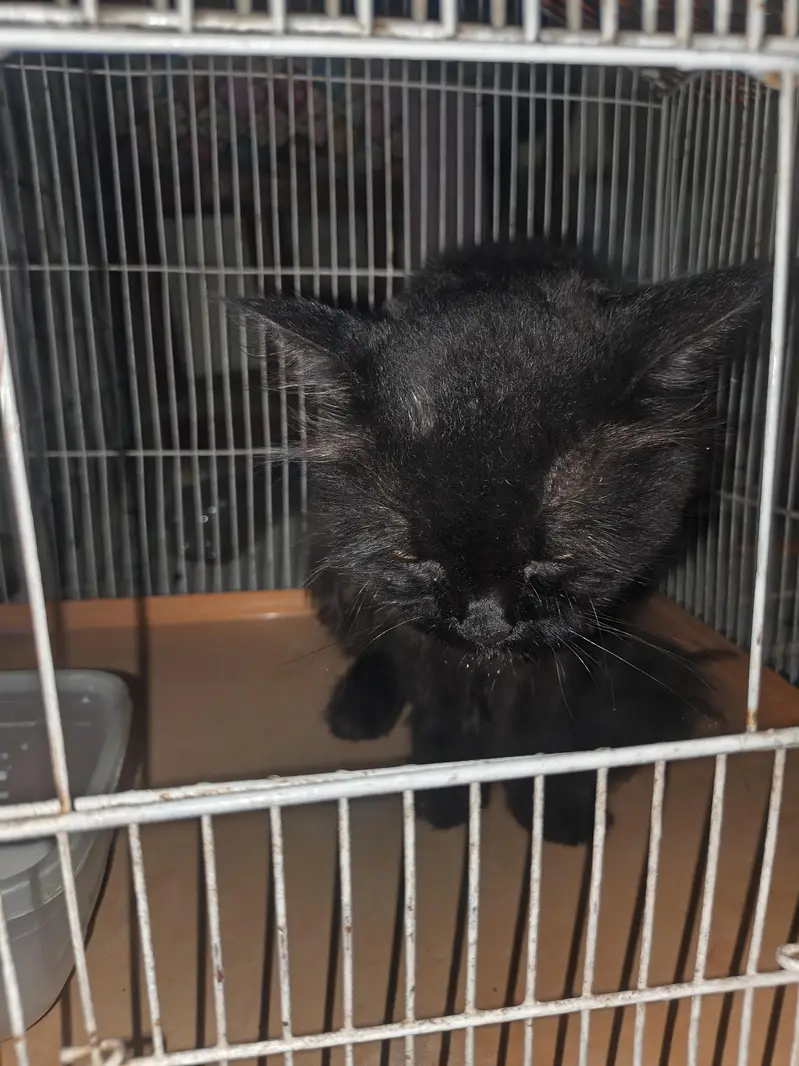 Black Persian Cat — photo 2