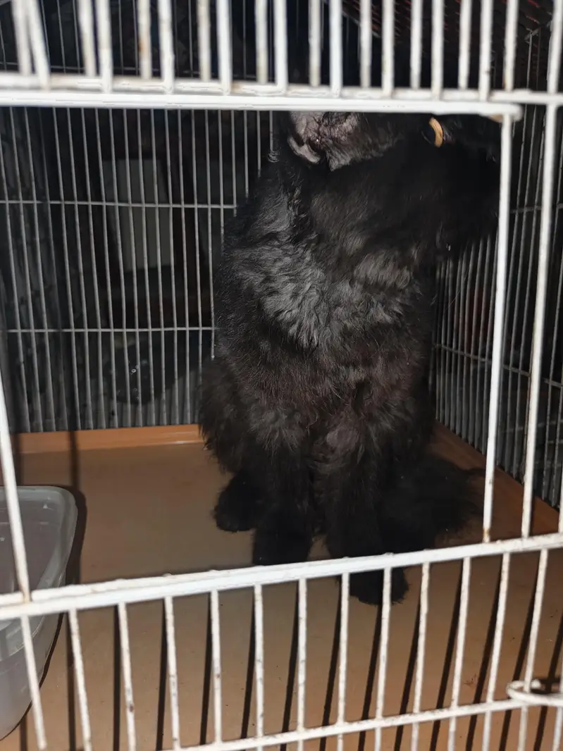 Black Persian Cat — photo 3
