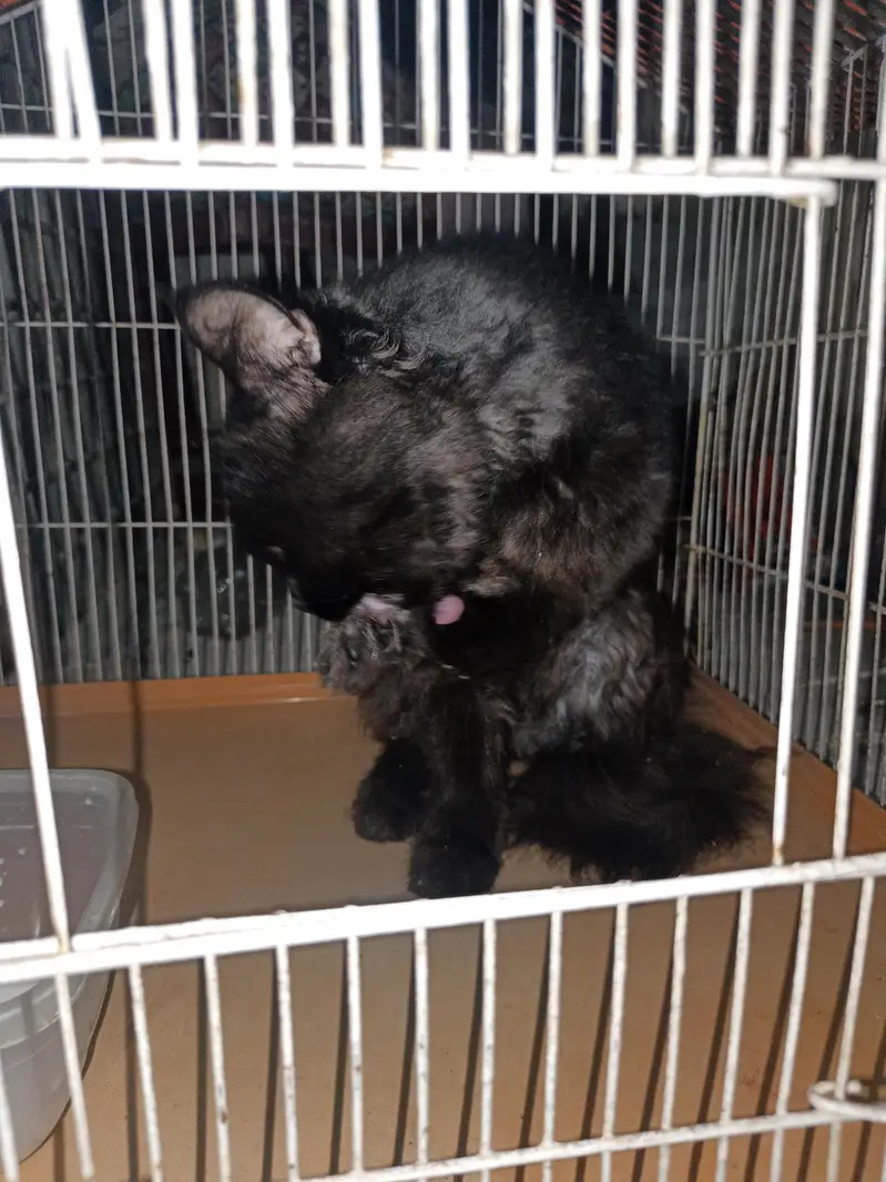 Black Persian Cat — photo 4