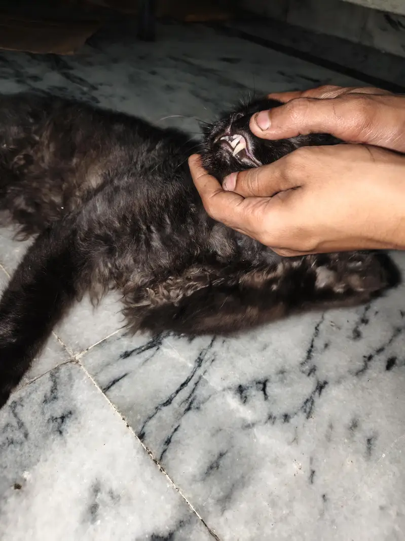 Black Persian Cat — photo 5