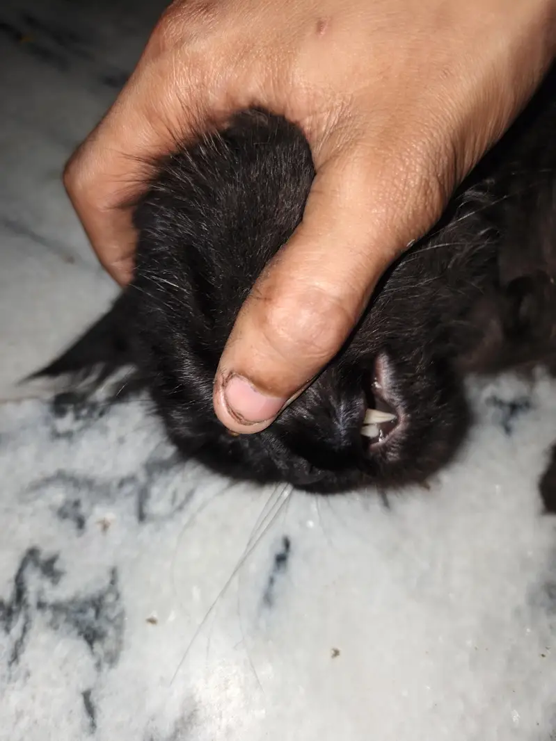 Black Persian Cat — photo 6