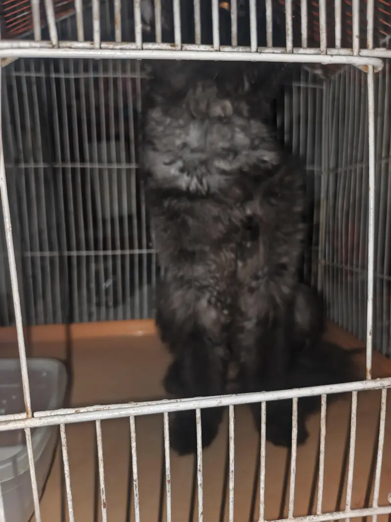 Black Persian Cat — photo 7