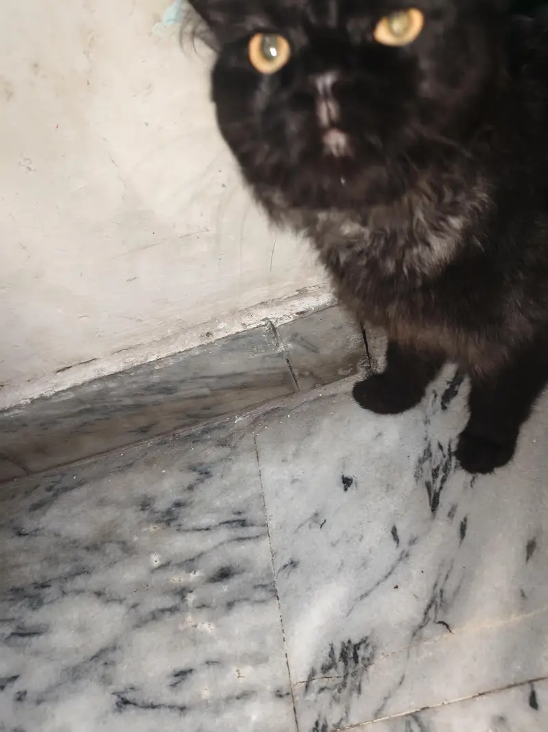 Black Persian Cat — photo 8