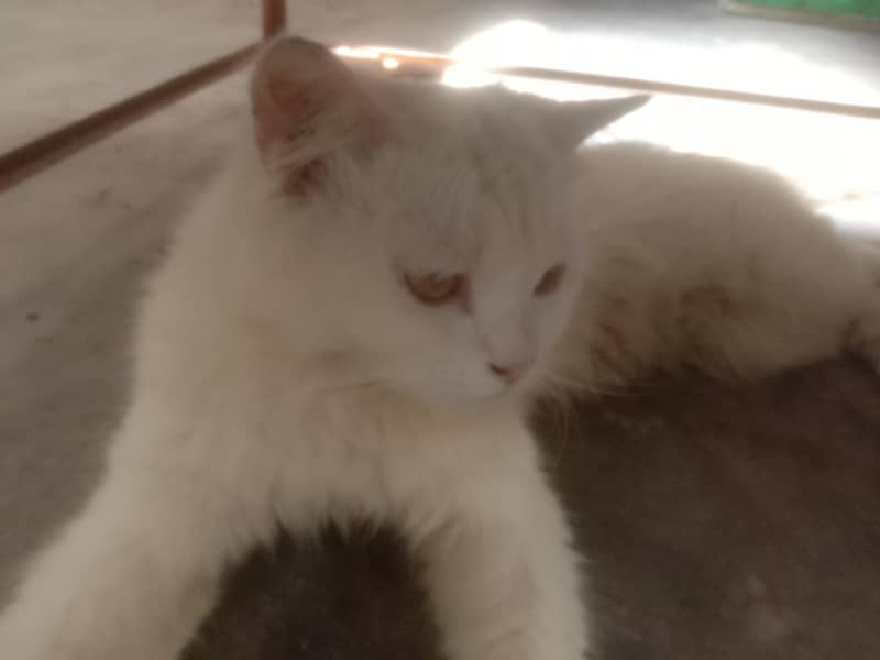 white cat 0