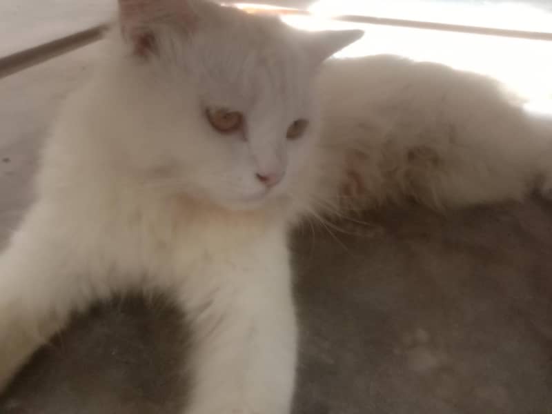 white cat 1