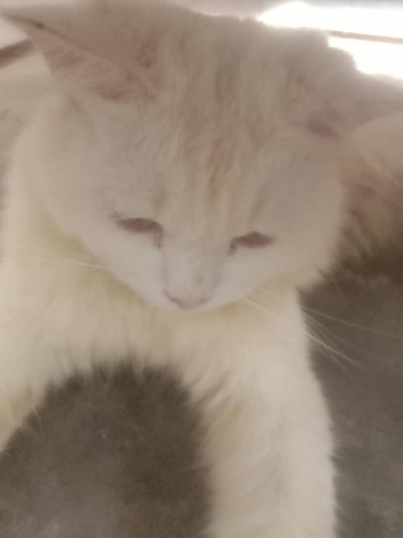 white cat 2