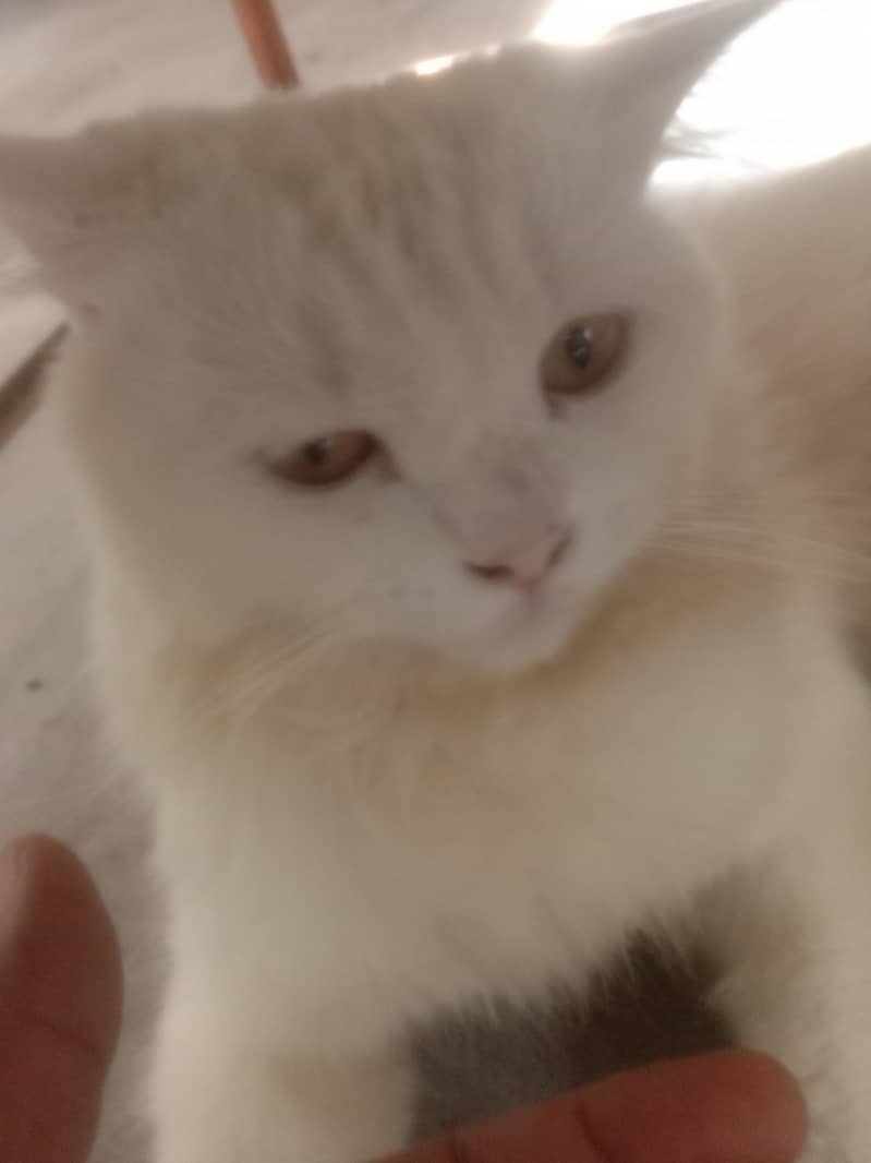 white cat 3
