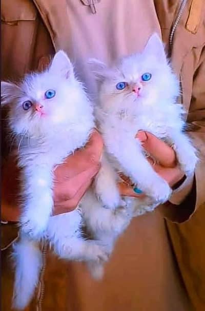 Persian cat and kitten available WhatsAp o34o143oo37