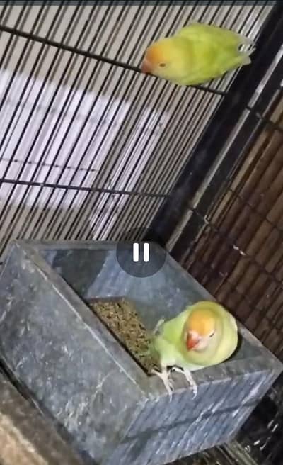 Lovebirds 3 Pairs for Sale All Ok