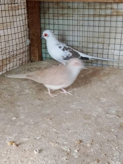 Doves