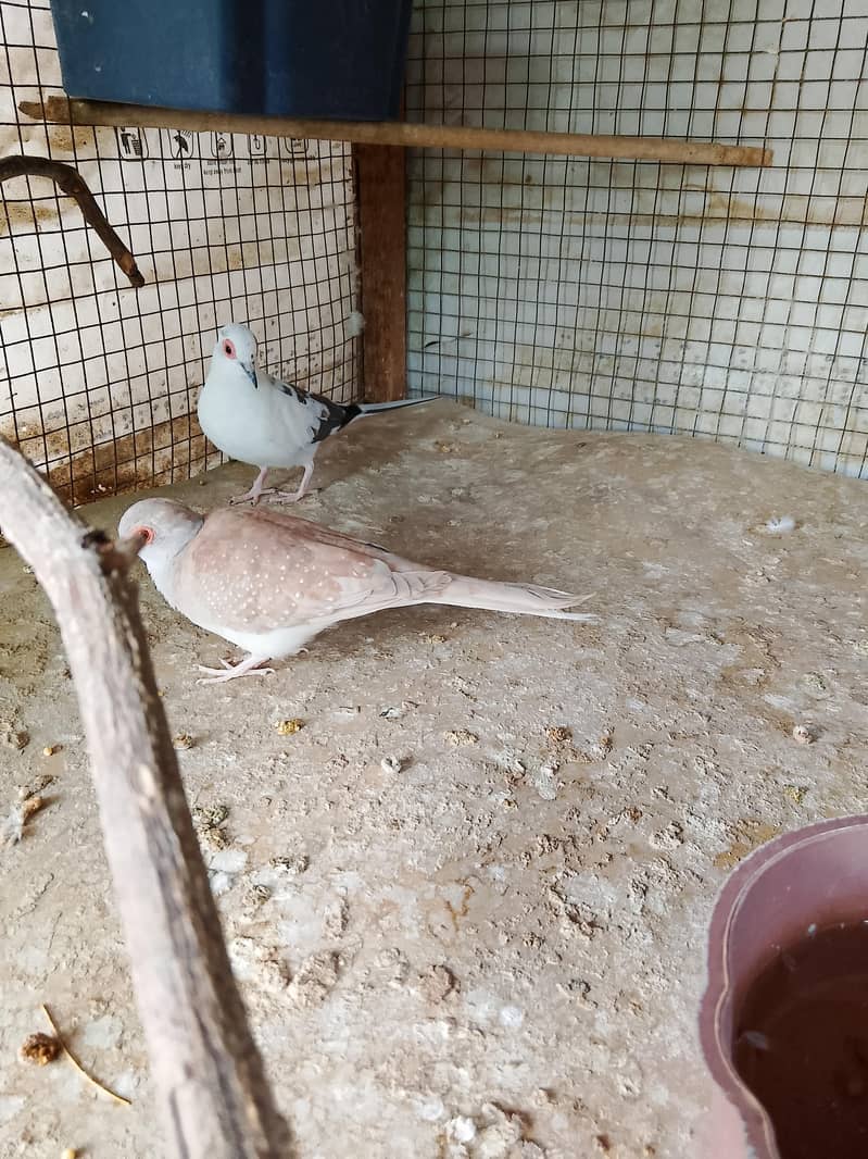 Doves 1