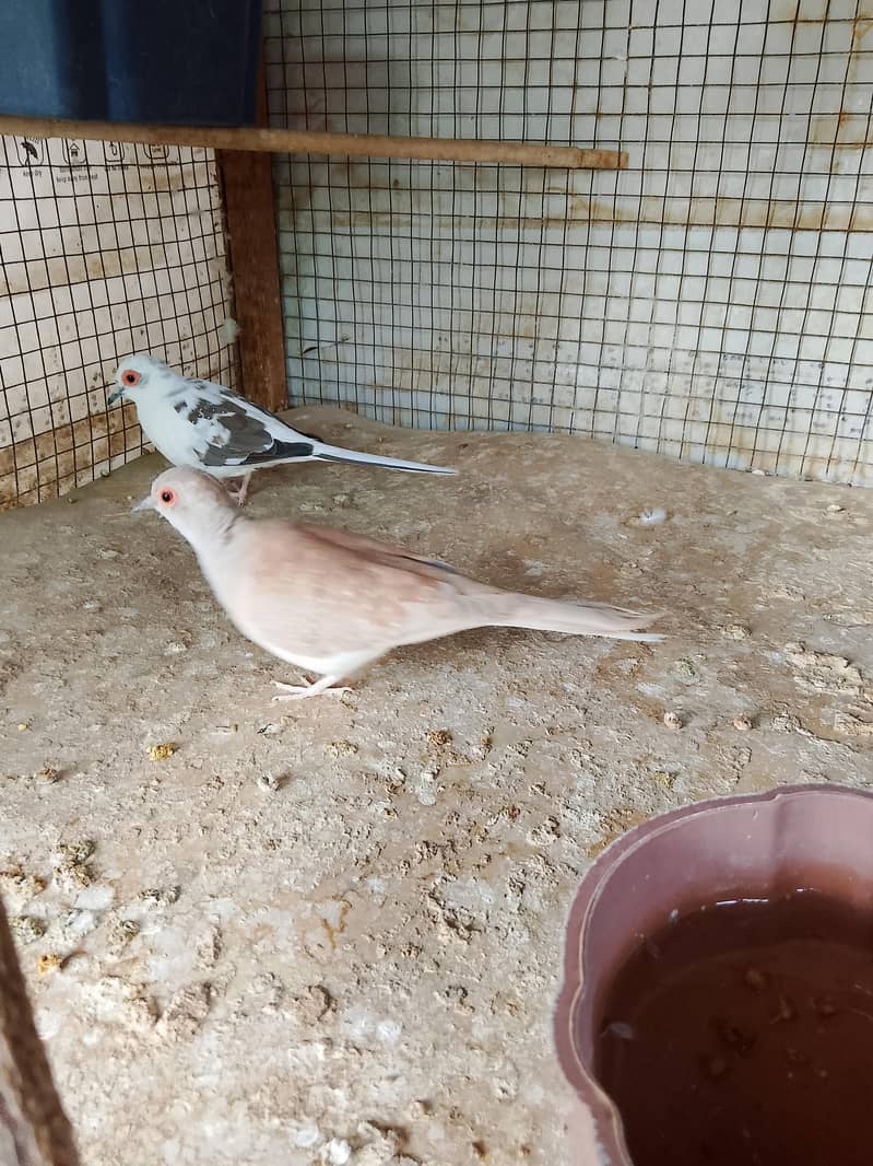 Doves 2