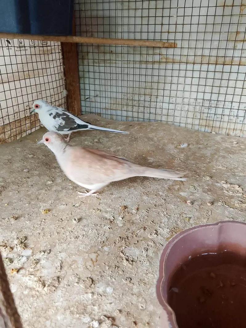 Doves — photo 3