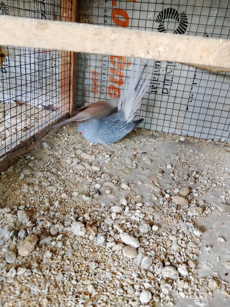 Doves 3