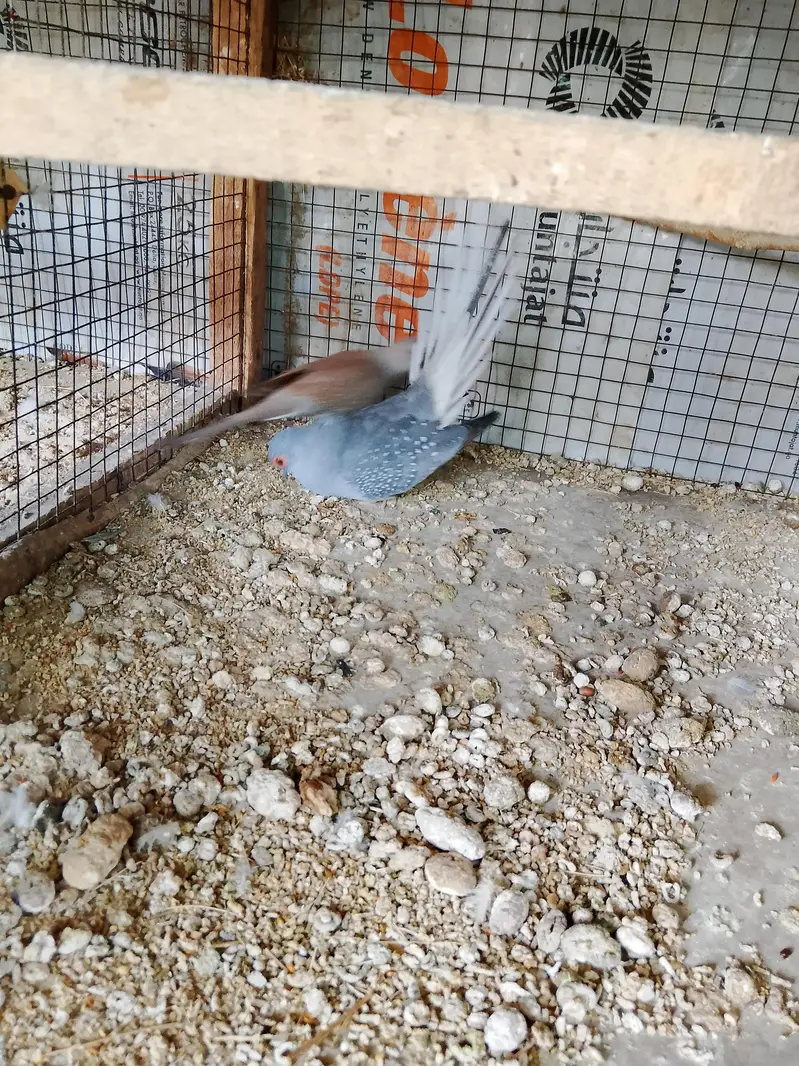 Doves — photo 4