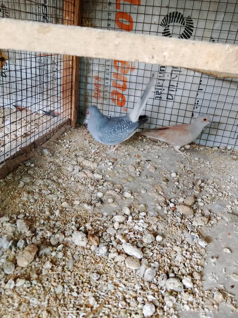 Doves 4