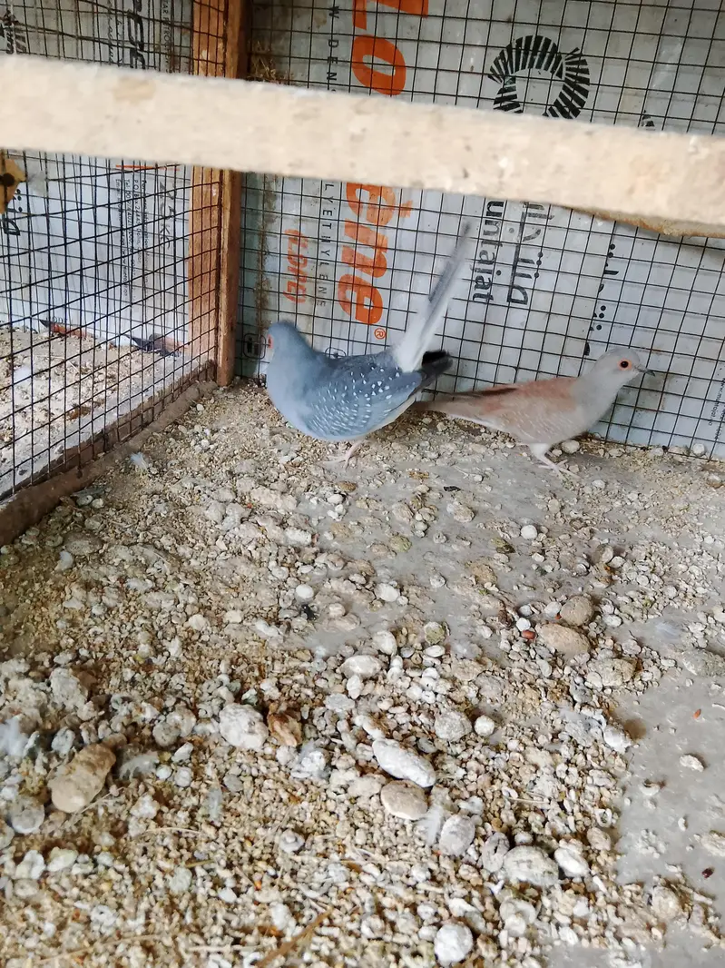 Doves — photo 5