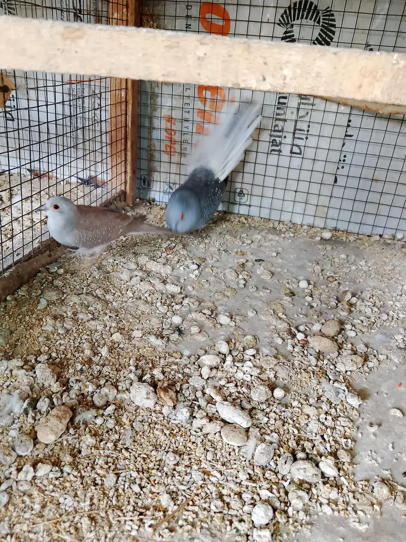 Doves — photo 6