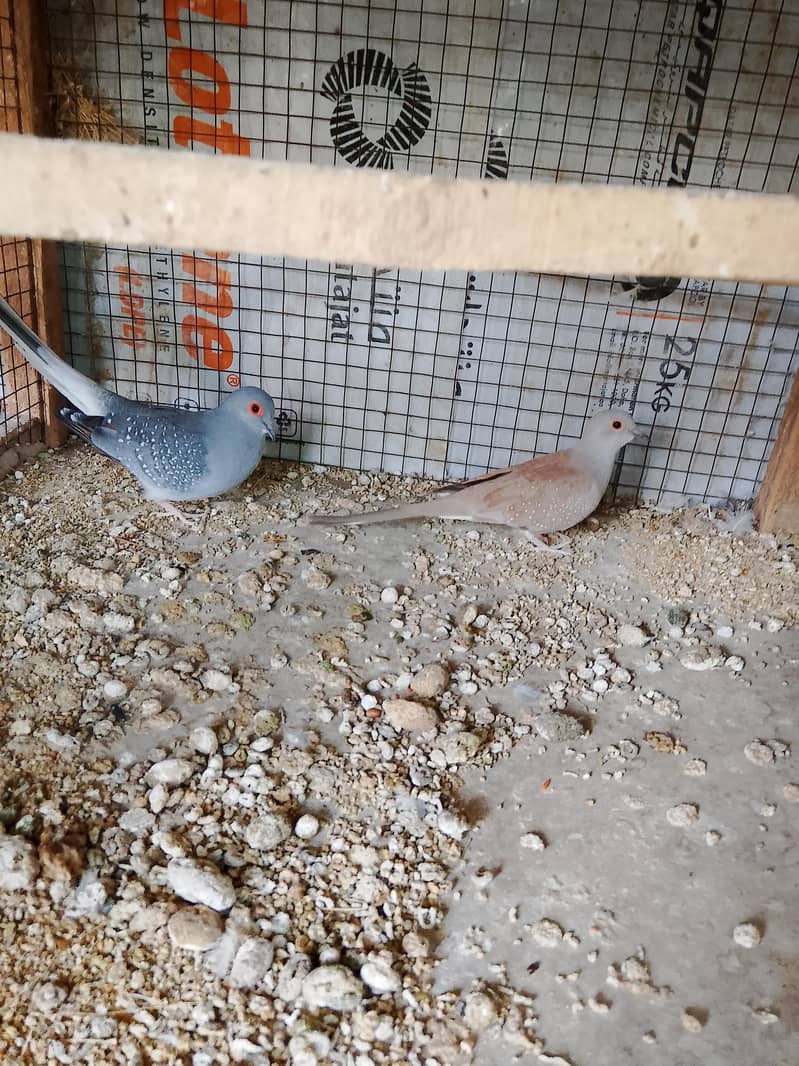 Doves 6