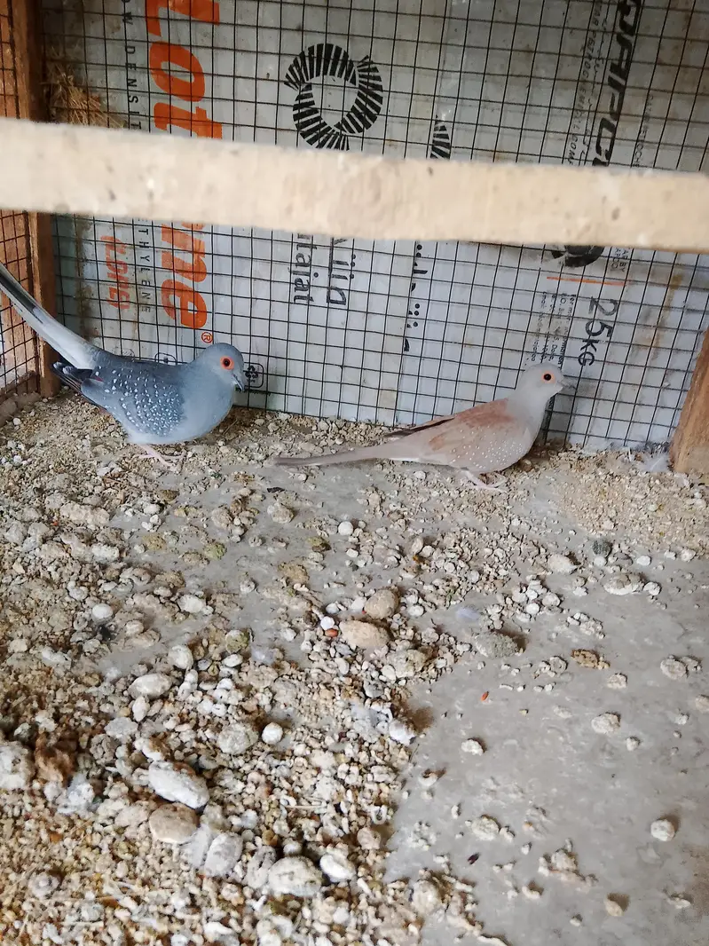 Doves — photo 7