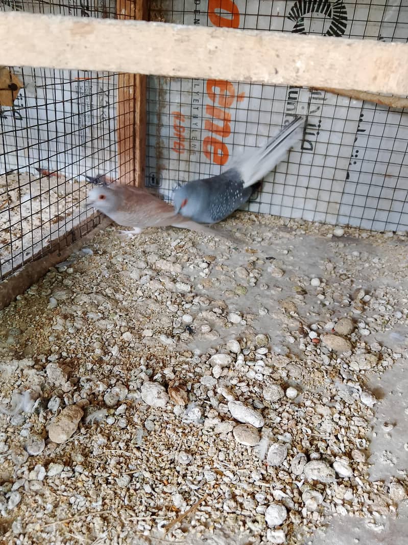 Doves 7