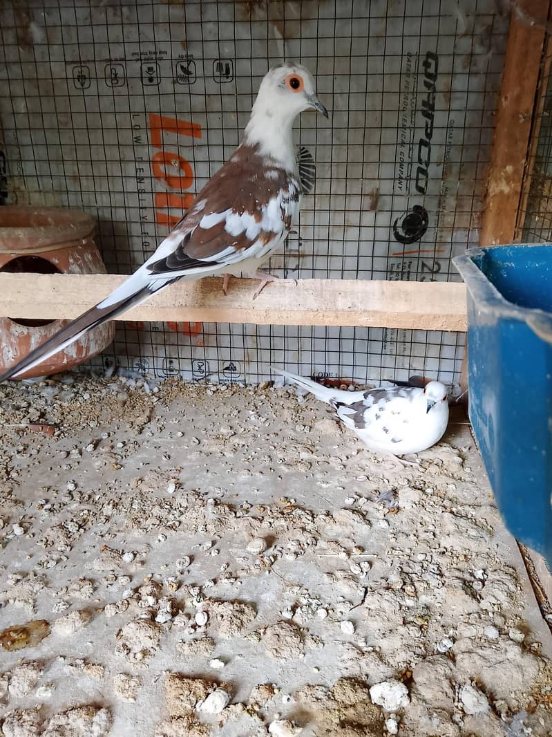 Doves 8