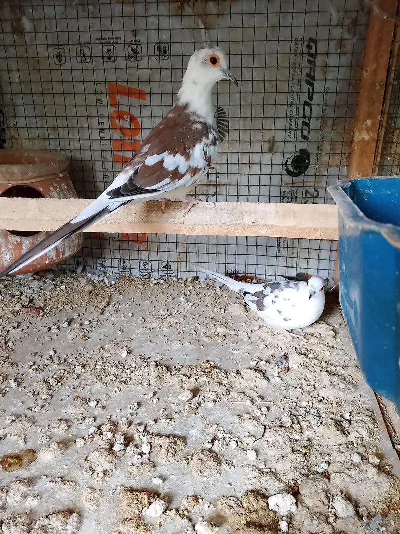 Doves — photo 9