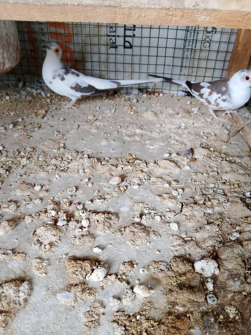 Doves 9