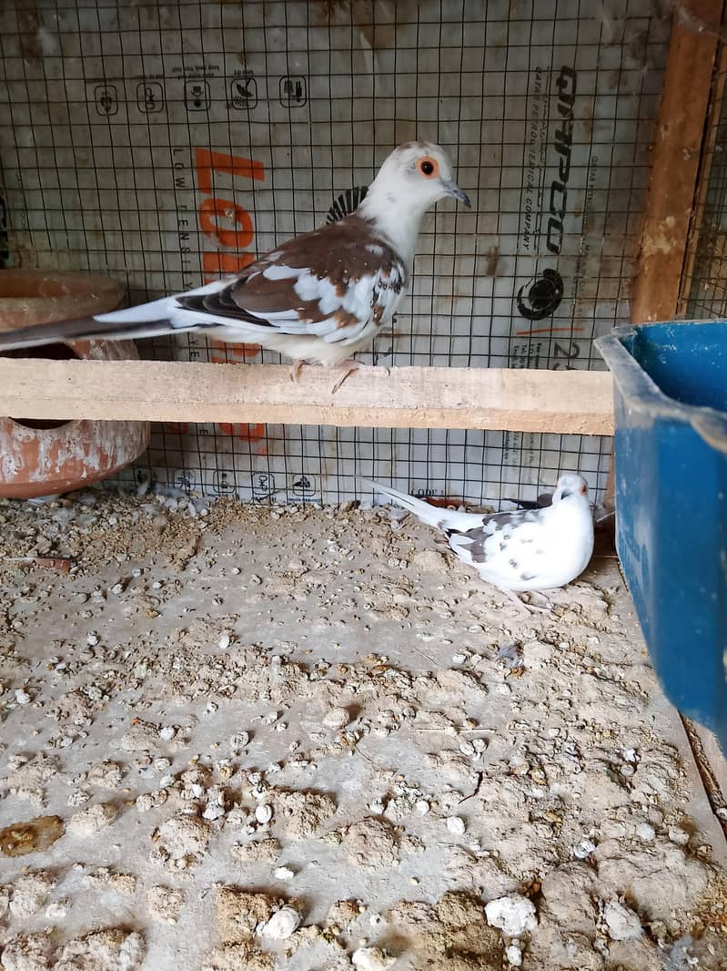 Doves 10