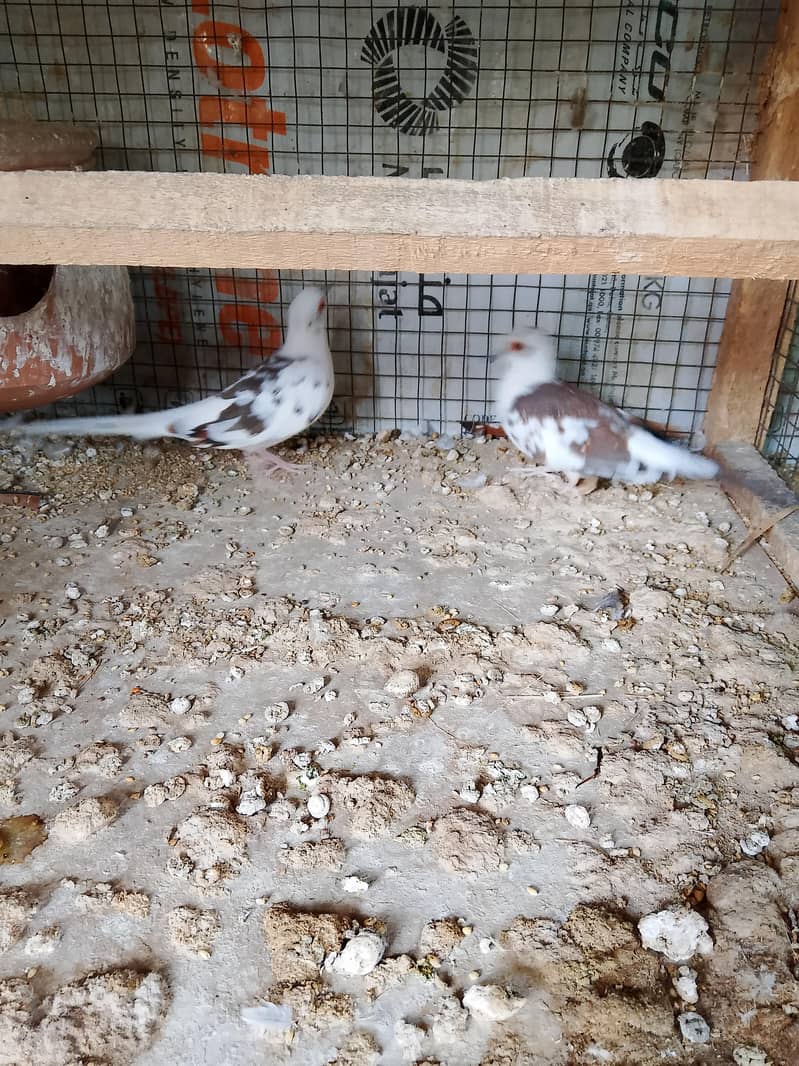 Doves 11
