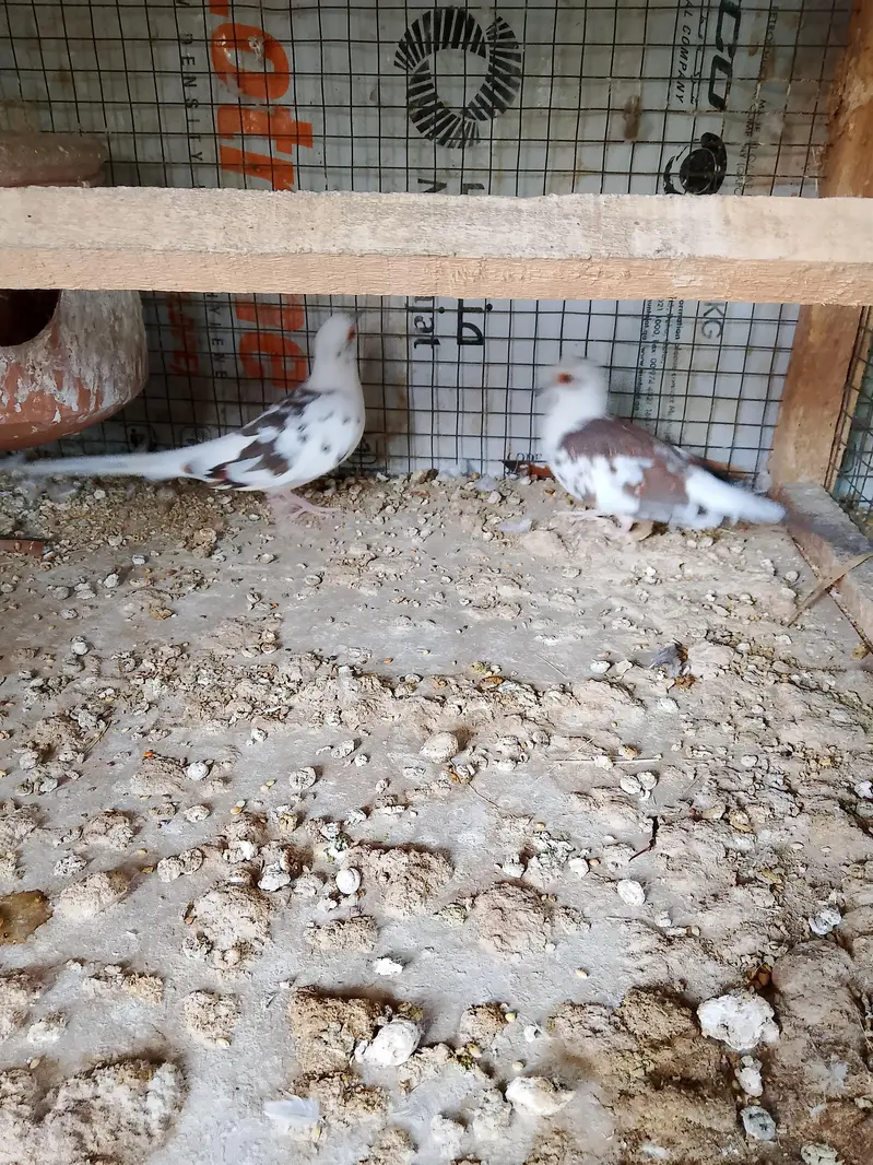 Doves — photo 12