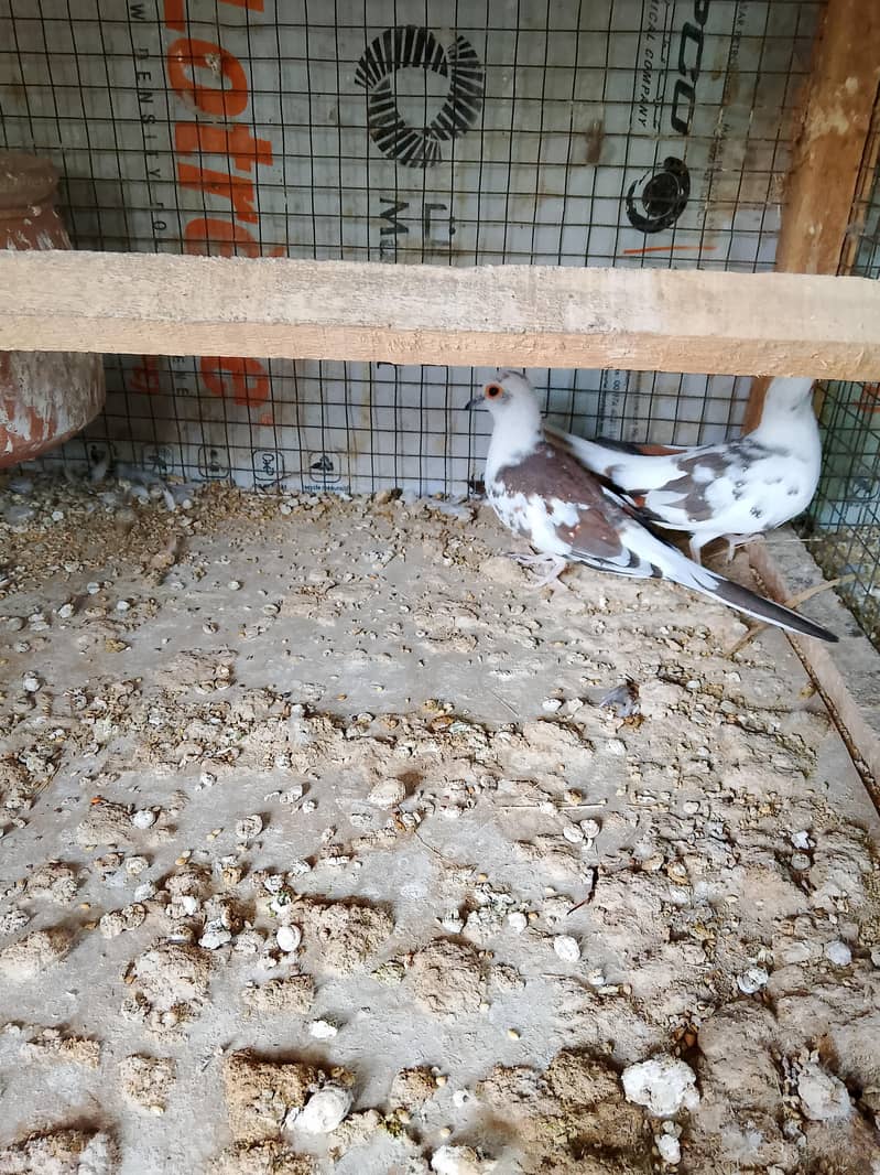 Doves 12